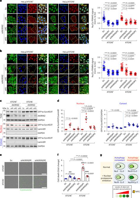 bfp region 2 address|Nuclear proteasomes buffer cytoplasmic proteins during .